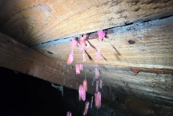 Colorant traceur rose révélant une infiltration d'eau à travers des solives en bois, lors d'une intervention de recherche de fuite par GBL Détection.
