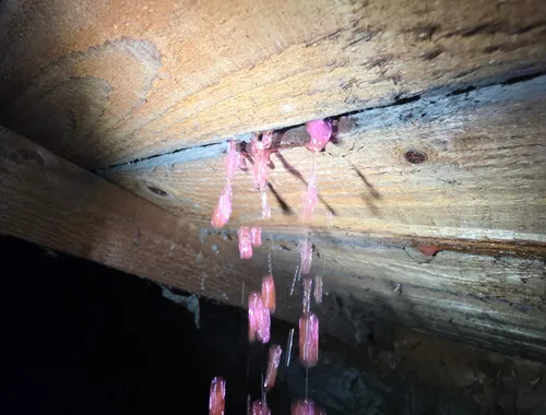 Colorant traceur rose révélant l'origine d'une fuite sur réseau d'évacuation en cave