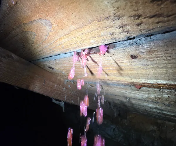 Colorant traceur rose révélant l'origine d'une fuite sur réseau d'évacuation en cave